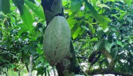 Solar 10.17 tareas Carretera San Francisco Tenares, a 10 minutos del centro