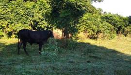 Se vende terreno en samana